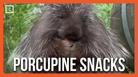 Adorable ASMR: Porcupine Chows Down on Snack at Memphis Zoo