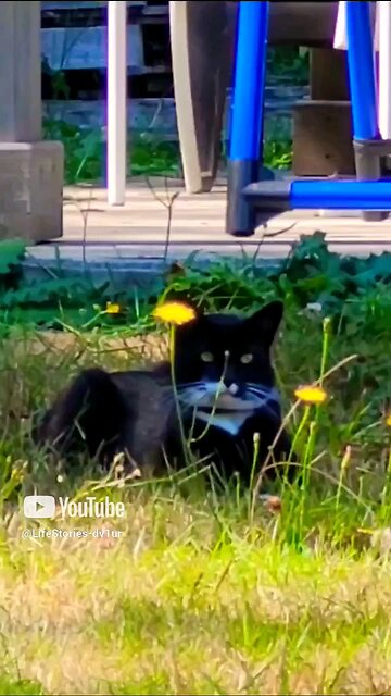 Visit from a mysterious 🐈 Part 1 #cat #catlover #catshorts #tuxedocat