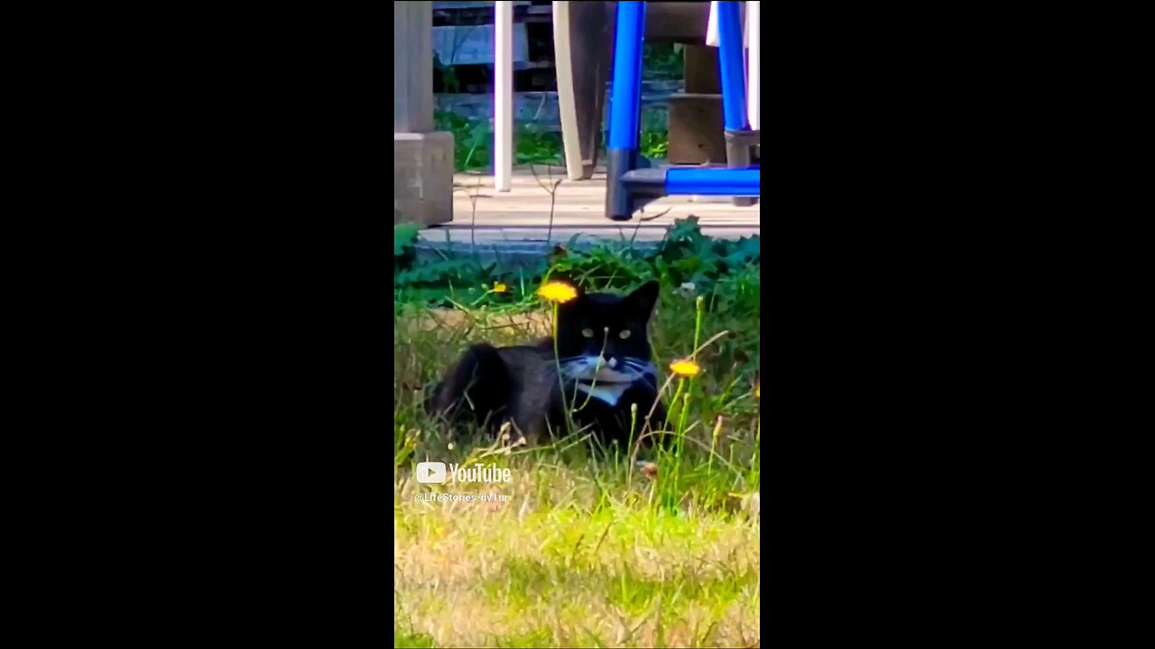 Visit from a mysterious 🐈 Part 1 #cat #catlover #catshorts #tuxedocat