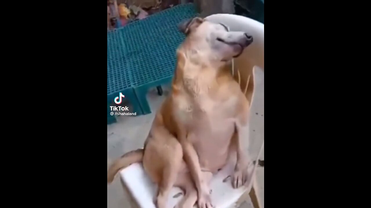 this dog fell asleep on a chair 🤣