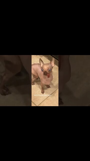 1Min Animal World #dogs #cats #pet