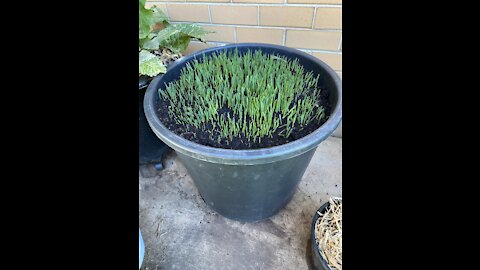 Repurposing a 90 litre pot and rejuvenated the potting mix
