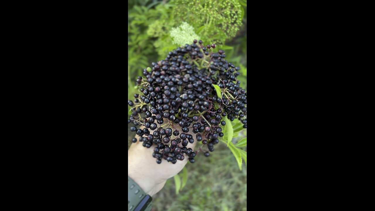 Elderberry Harvest