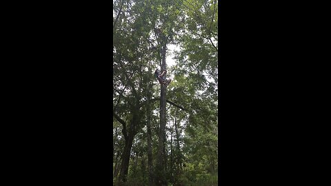 How to Climb a Tree without Branches