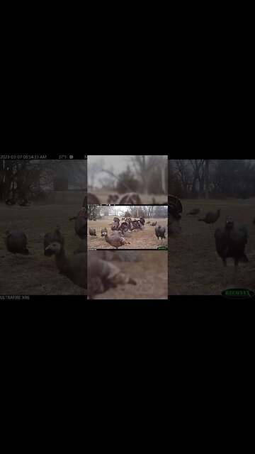 How Many Gobblers Do You Count?