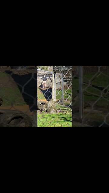 Watch Till The End - Baby Mandrill (born 10/16/22) With His Family