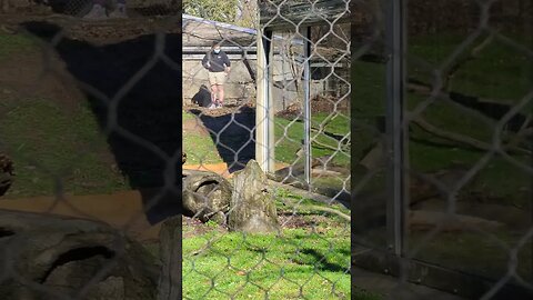 Watch Till The End - Baby Mandrill (born 10/16/22) With His Family