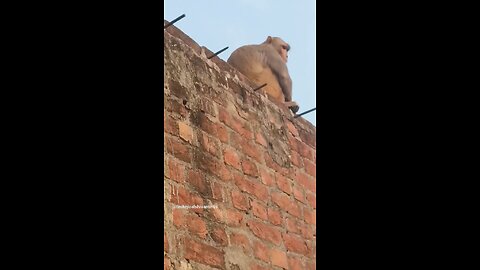 monkey🐒🐒 #funny #comedy#viral #trending #