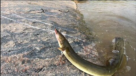 Fish hunting amazing baam fishing in the river