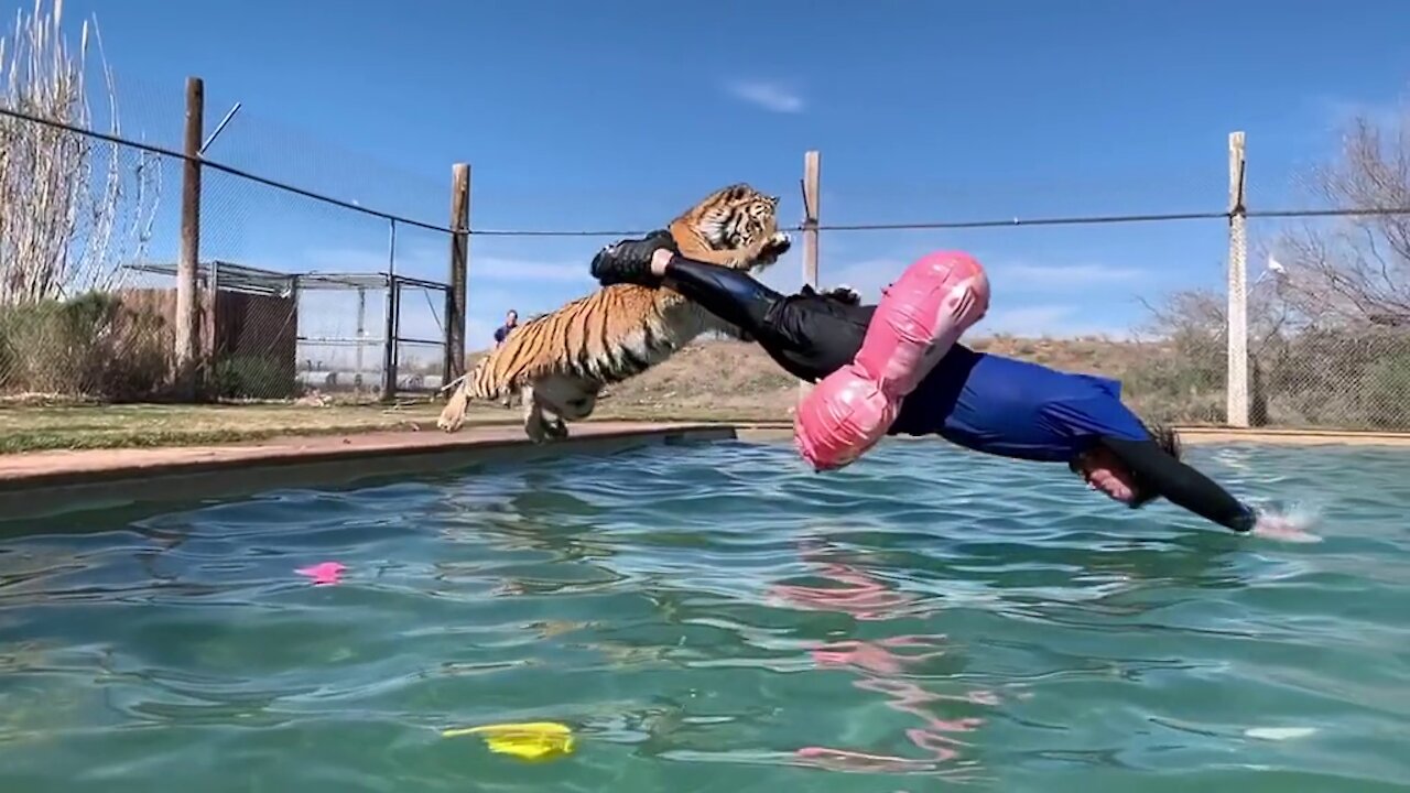 inviting a tiger to swim