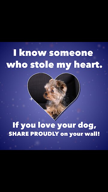 Dog Who Stole My Heart [GMG Originals]