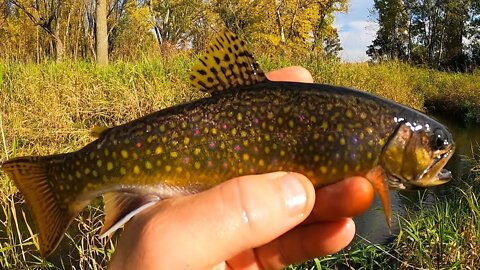 Trout Fishing in Wisconsin at Sand Creek - Dunn County