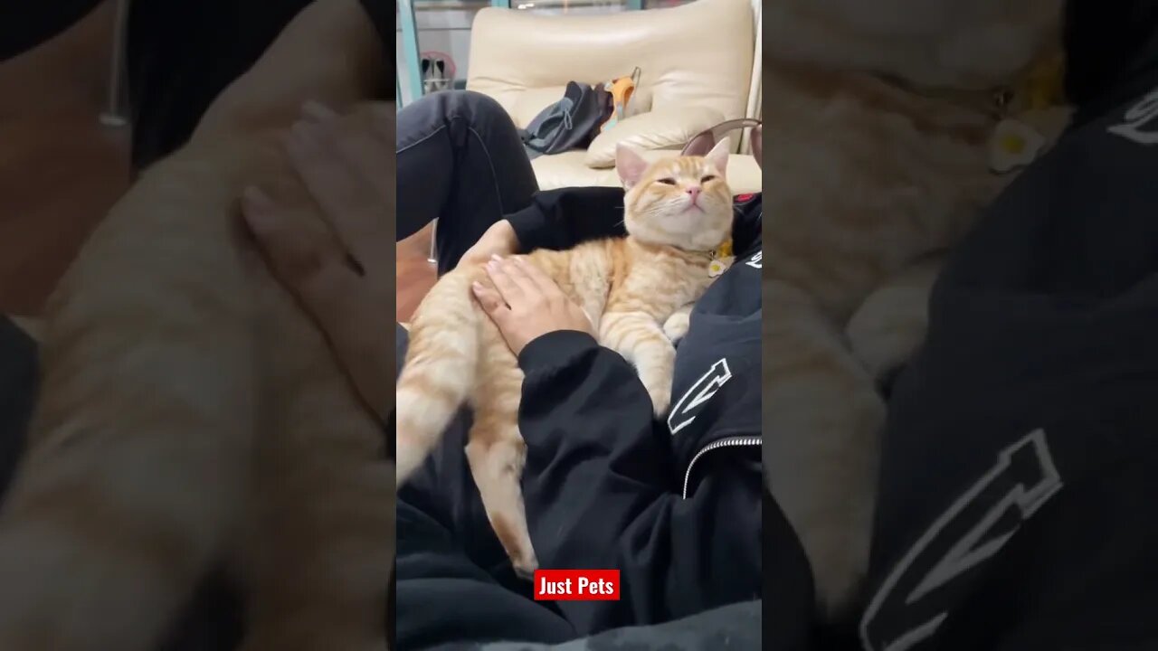 Just Chillin 😎 #cute #funnyanimals #tiktok #funnyvideos #cat