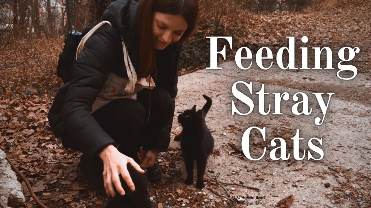 Feeding Stray Cats 😺 Delicious Chicken Feast For Feral Felines