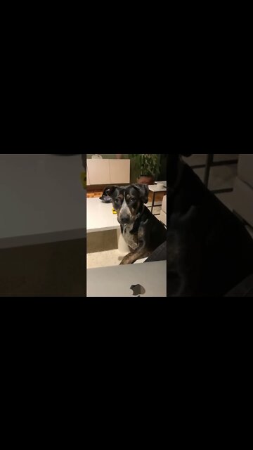 How toxic your dog is?