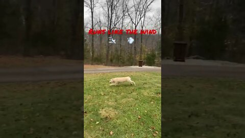 Sailor runs like to win, yearns to be free. #Shorts, #GoldenRetriever, #prepperboss ￼