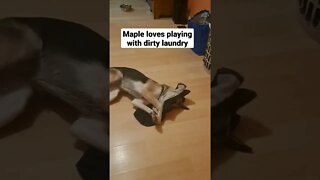 Random Maple Moment #5 #shorts #doggo #dogmeme #shepsky