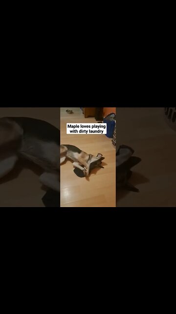 Random Maple Moment #5 #shorts #doggo #dogmeme #shepsky