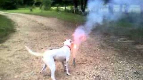 My dog Vs firecracker