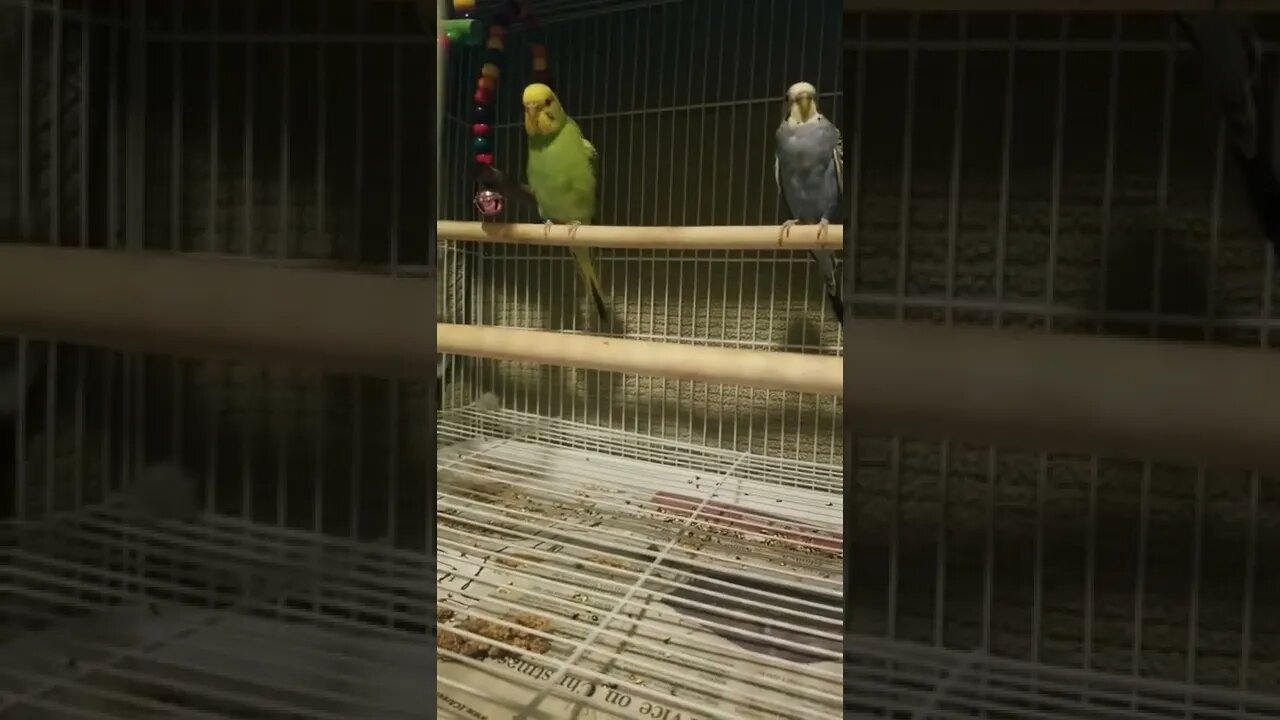 Budgie Parrot Dancing To Staying Alive 😂😎 #budgies #shorts #parakeets #birds #youtubeshorts