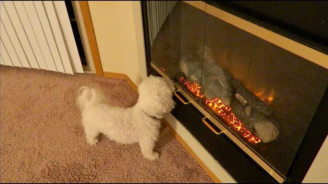 He Loves the Fireplace!