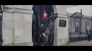 Horse confused over change over #horseguardsparade