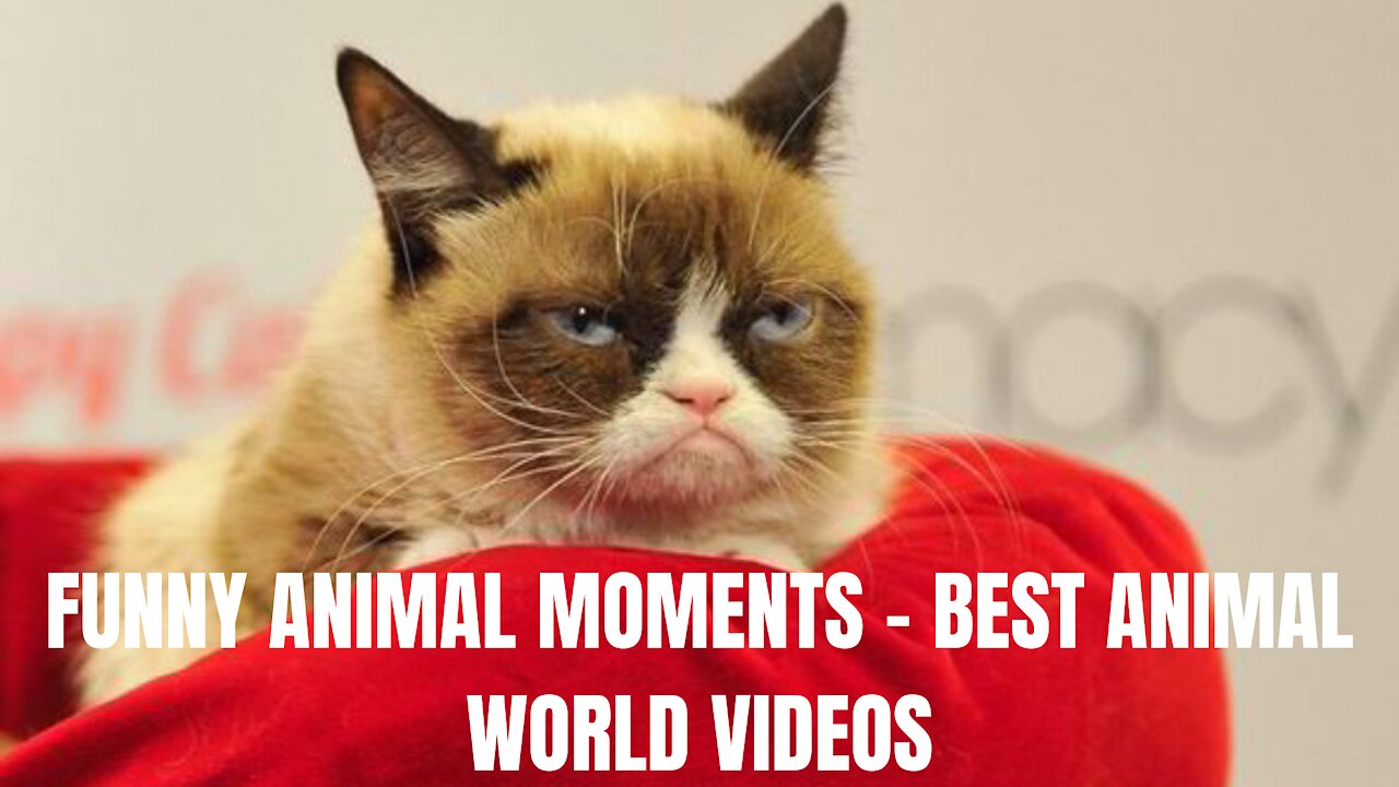 FUNNY ANIMAL MOMENTS - BEST ANIMAL WORLD VIDEOS II