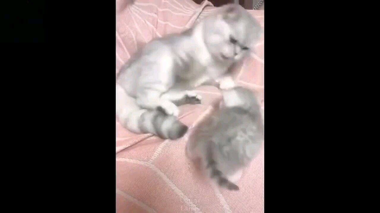 Funny animals 😊😋😎funny moments 😋😎😋