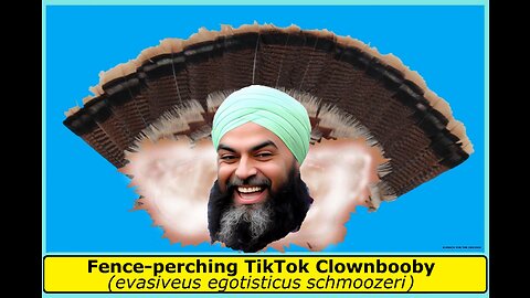 Jagmeet Singh: Bird of the Week! Fence-perching TikTok Clownbooby (Trudeau's Canadian Clowntit)