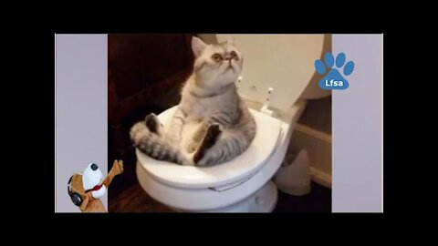 Funny cats and dogs, funny animals compilation 1