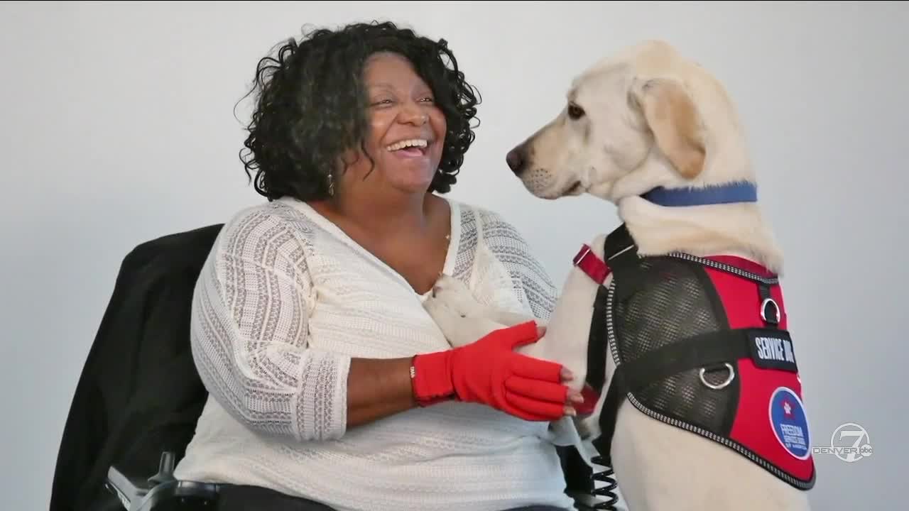 Freedom Service Dogs - Volunteer!