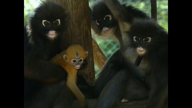 Tiny Baby Primates