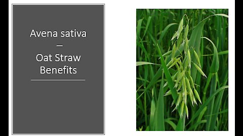 Avena sativa - Oat Straw Benefits