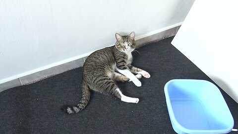 Curious Cat Sits in the Corner with Stretched Paws