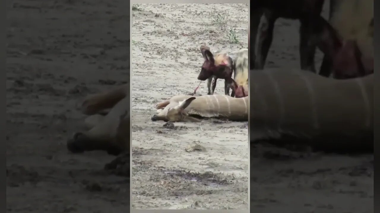 Wilddogs hunting baby kudu left his mother kudu