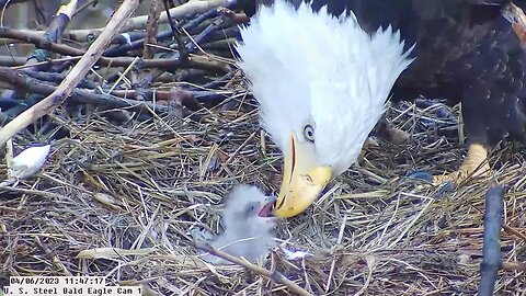 USS Bald Eagle Cam 1 4-6-23 @ 11:49 USS 6 first feeding