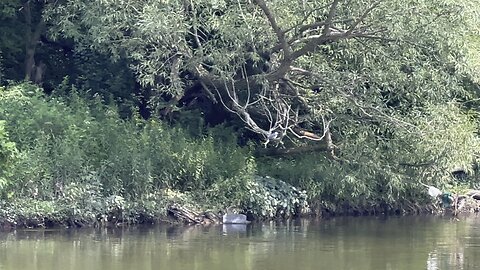 Family of Kingfishers in a tree