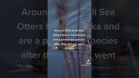 Otters in Alaska