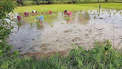 रोपाई करती किसान की बेटियां।