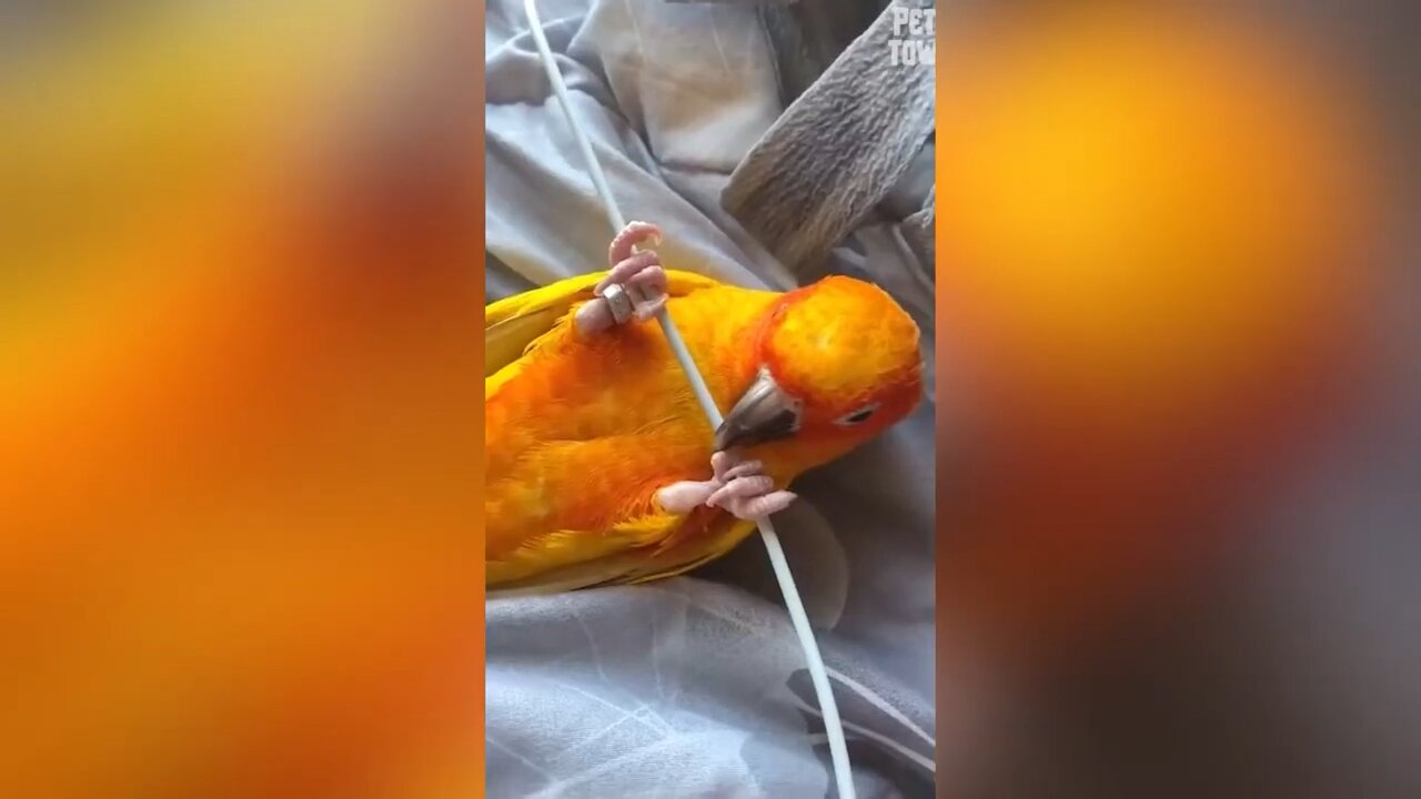 Parrot funny like a cat