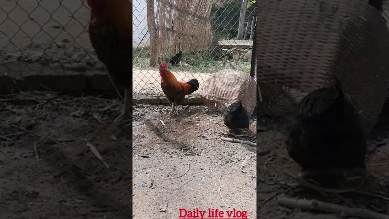 oh my god my chickens are digging in the ground