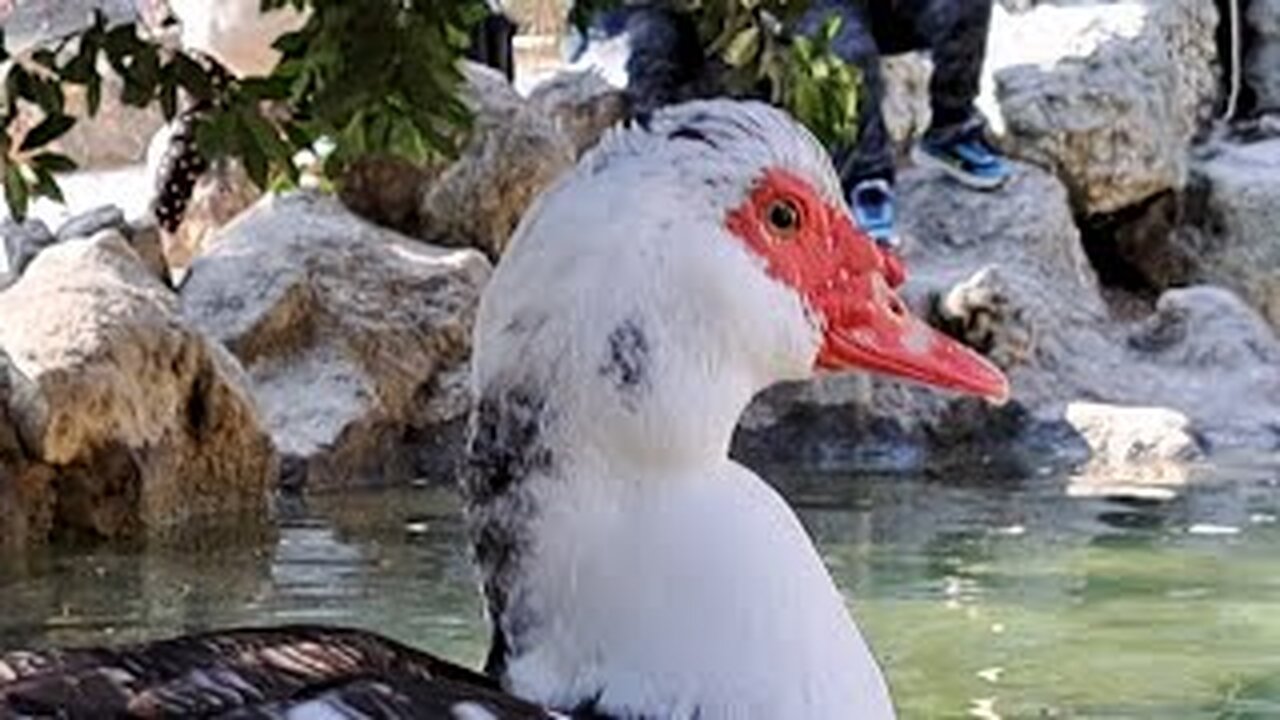 Duckling cuteness overload 😍 Ducks will make your Day Full of Joy🦢