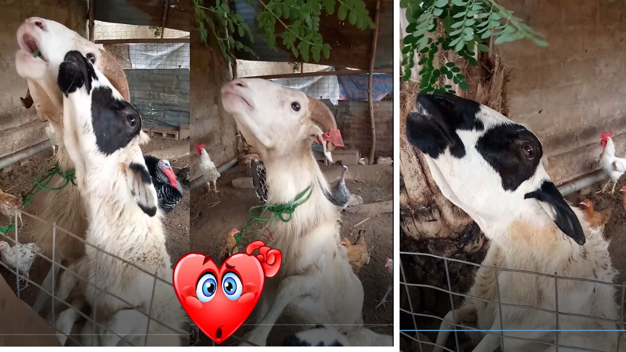 My goats are jostling for a grass