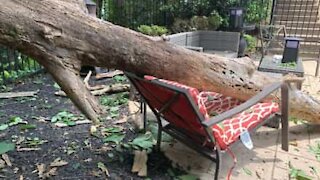 Un arbre tombe soudainement sur un transat occupé!