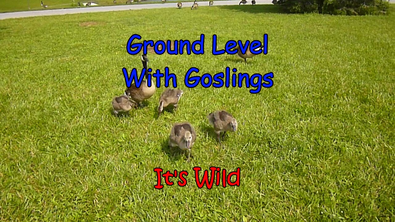 Ground Level With Goslings – It’s Wild