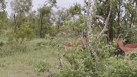 Impala Rams Fighting Animal Videos