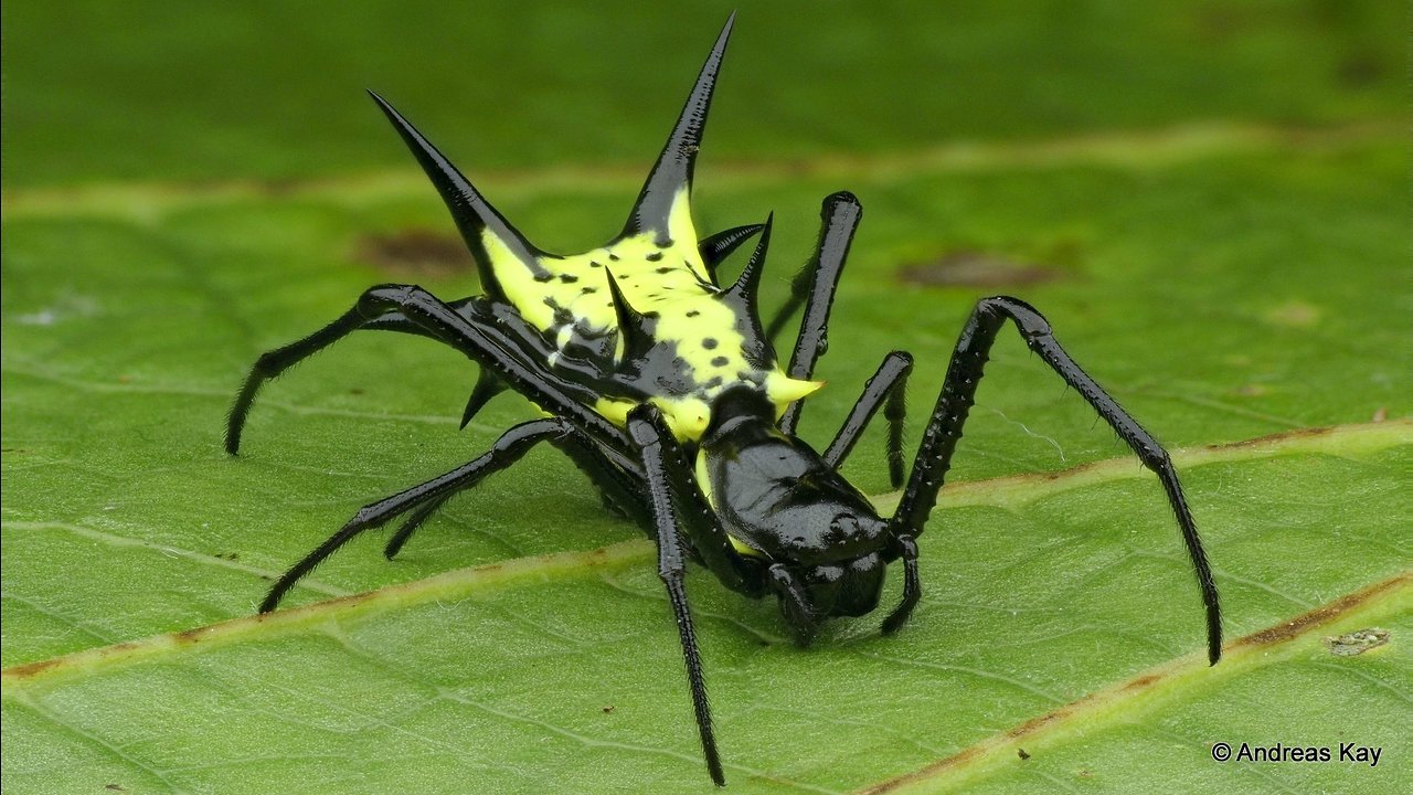 Rainforest houses colorfully bizarre spiny orb-weaver