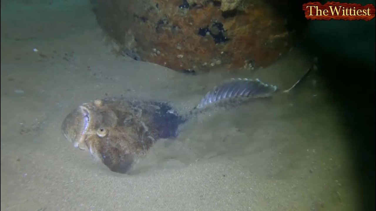 Weird Fishes Bury And Hide Themselves Under The Sand