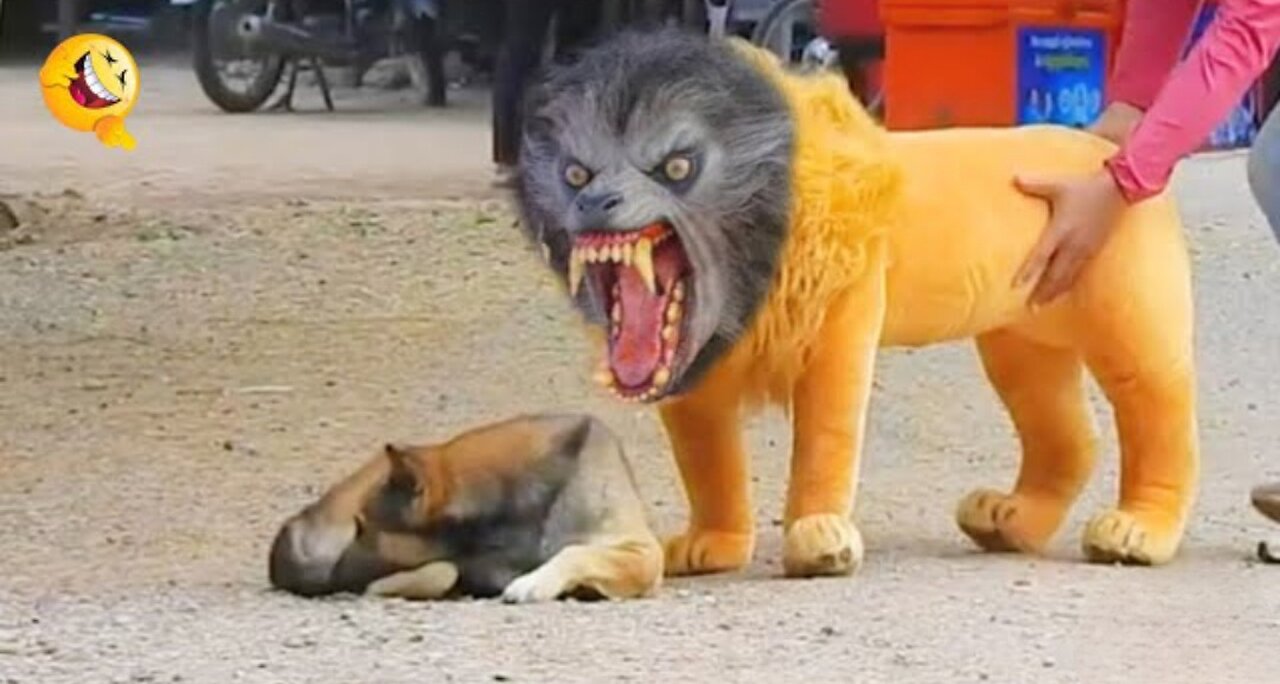 Troll Prank Dog Funny & fake Lion and Fake Tiger