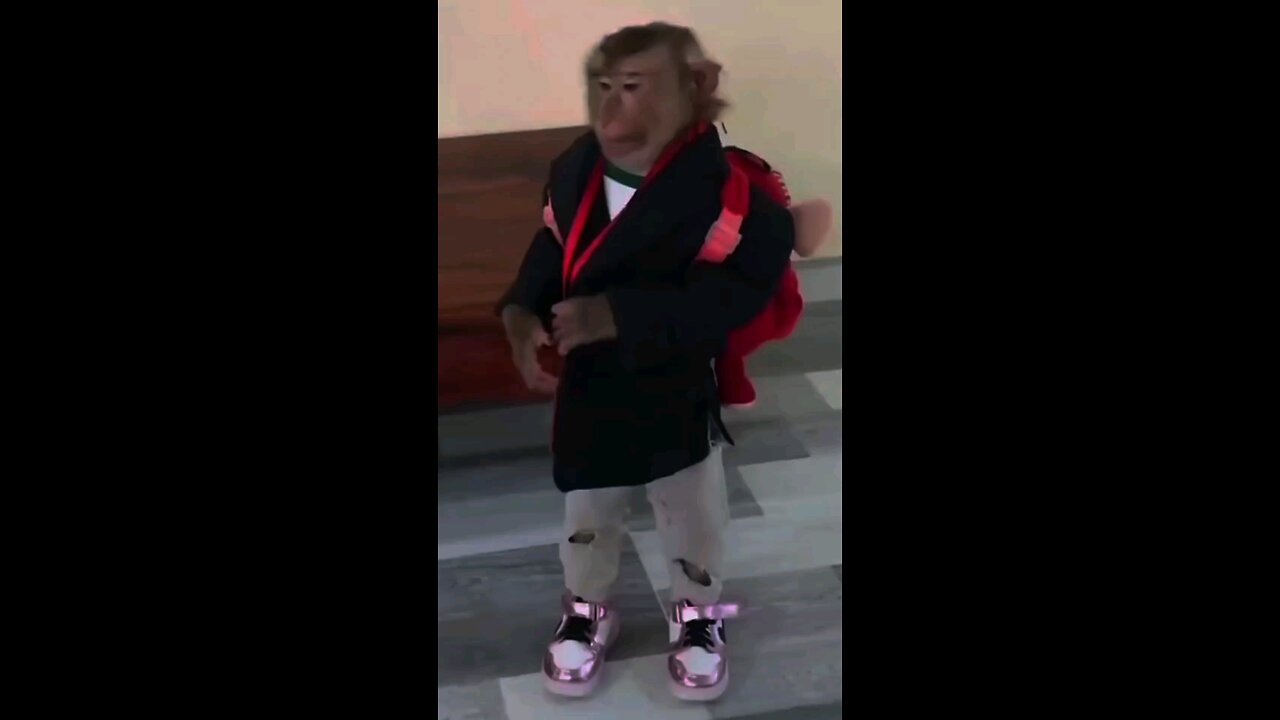 funny animal videos
